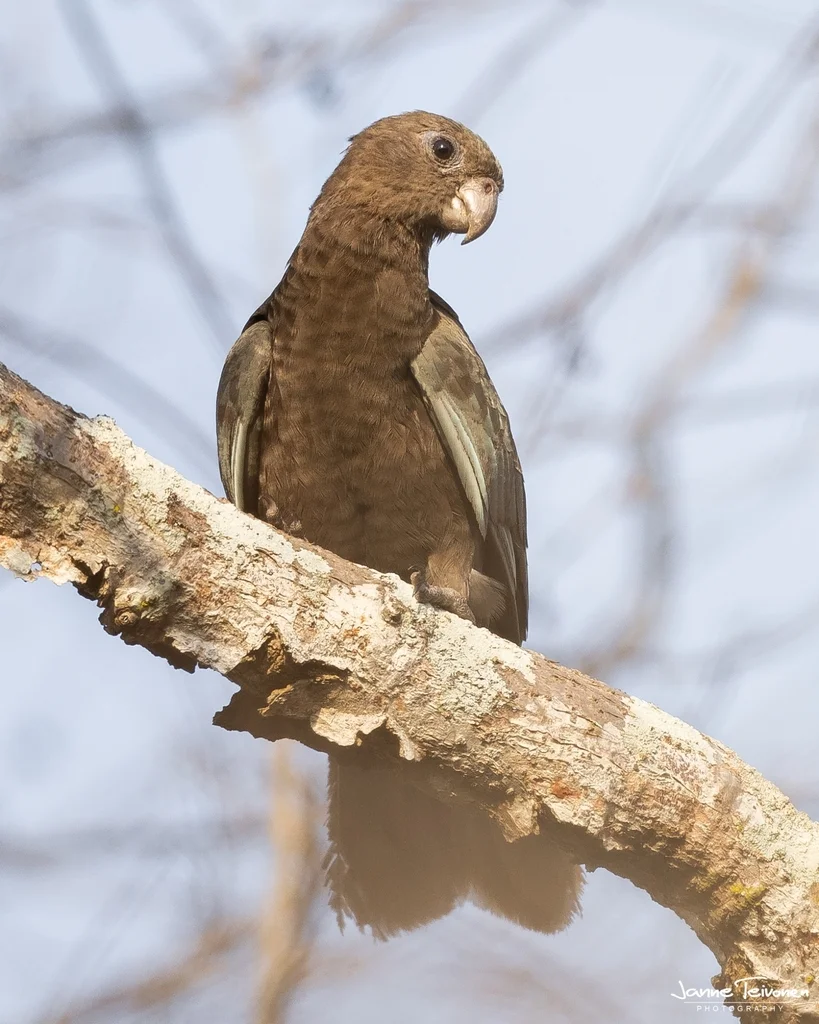 马岛小鹦鹉(Coracopsis nigra)