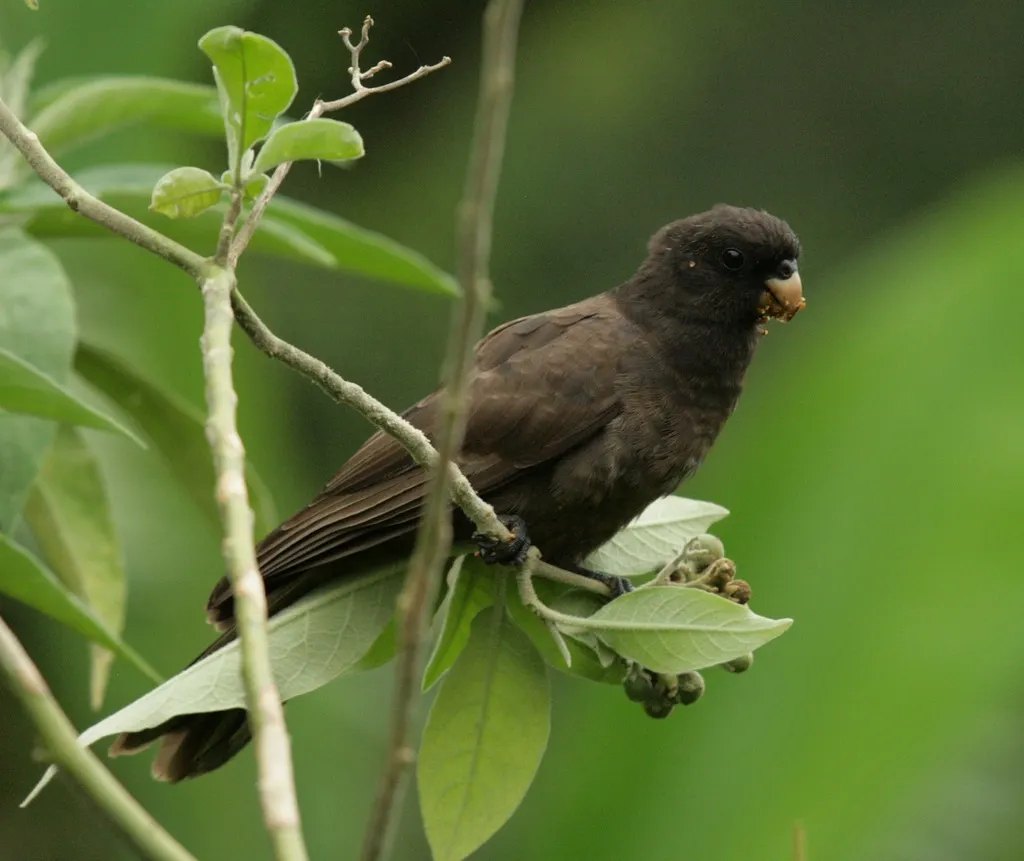 科摩罗黑鹦鹉(Coracopsis sibilans)