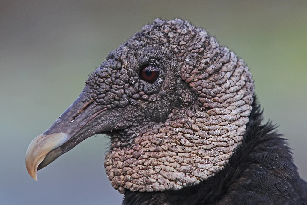 黑头美洲鹫(Coragyps atratus)