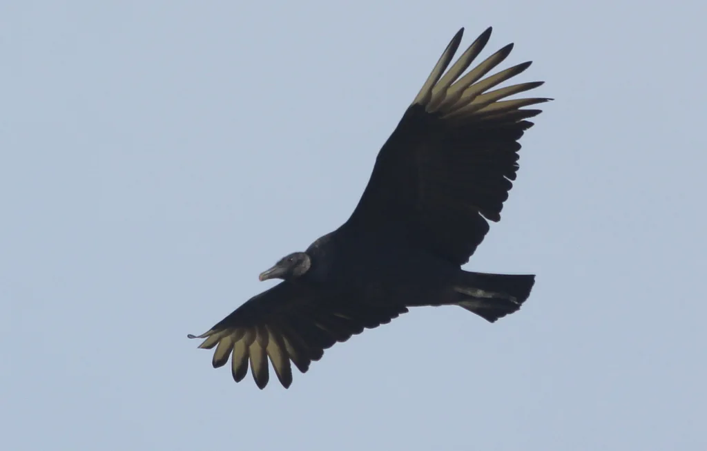 黑头美洲鹫(Coragyps atratus)