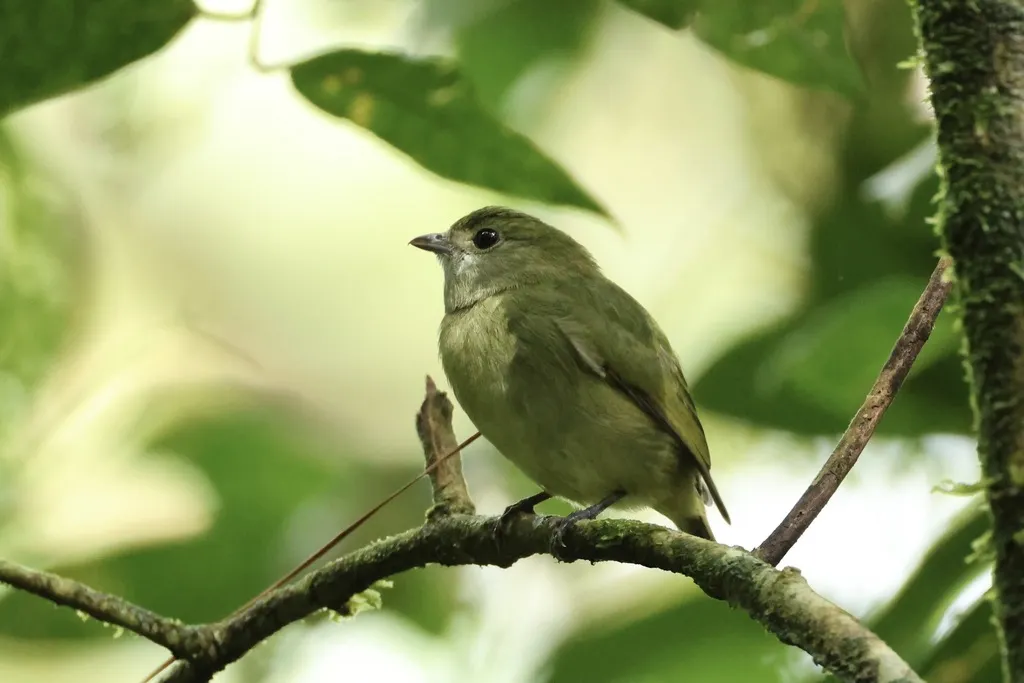 中美白皱领娇鹟(Corapipo altera)