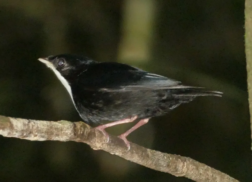 白喉娇鹟(Corapipo gutturalis)