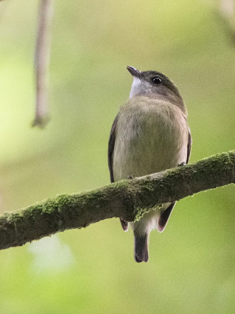南美白皱领娇鹟(Corapipo leucorrhoa)