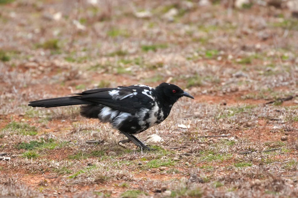 白翅澳鸦(Corcorax melanorhamphos)