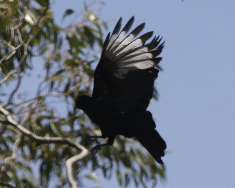 白翅澳鸦(Corcorax melanorhamphos)