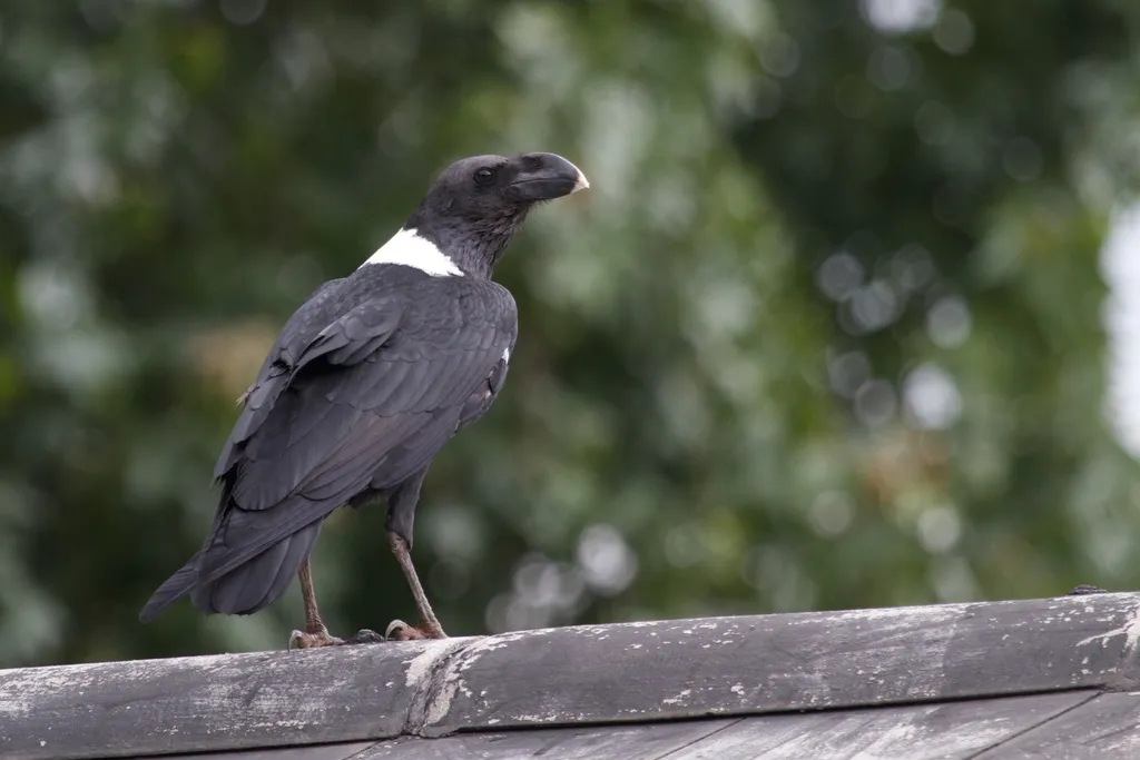 非洲渡鸦(Corvus albicollis)