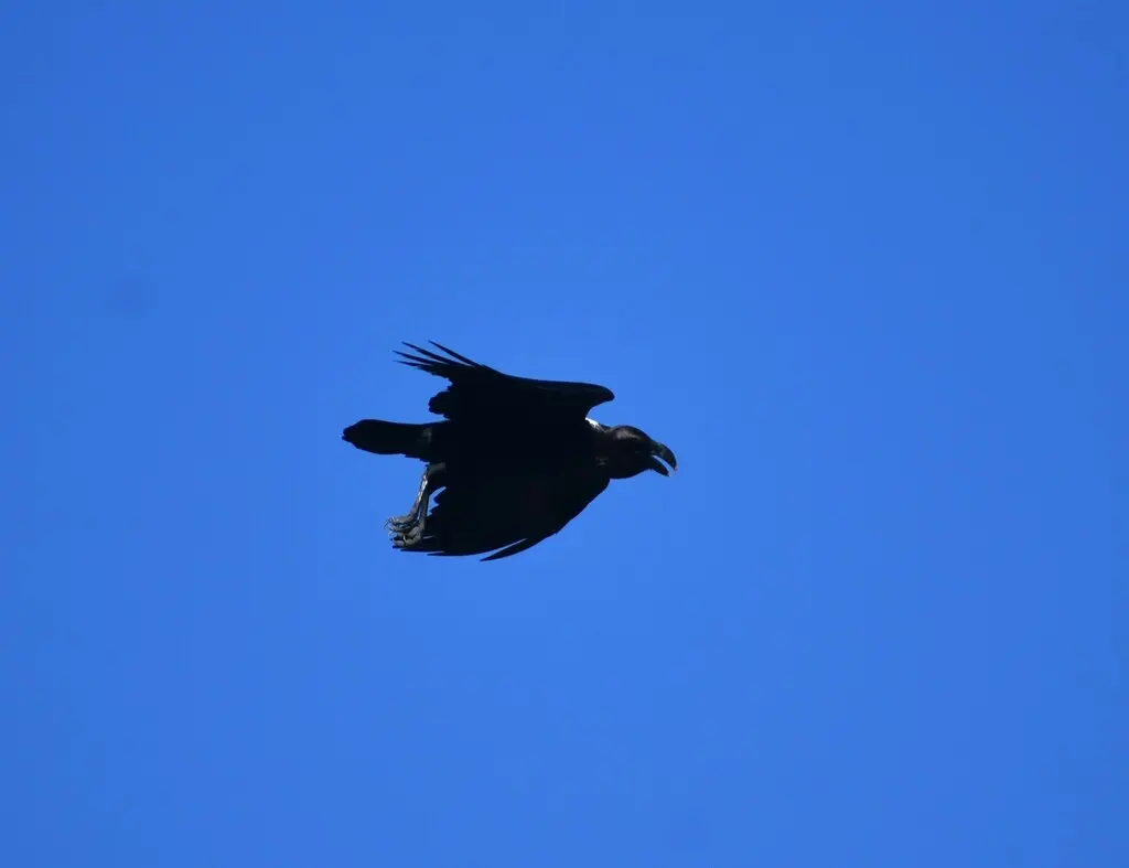 非洲渡鸦(Corvus albicollis)