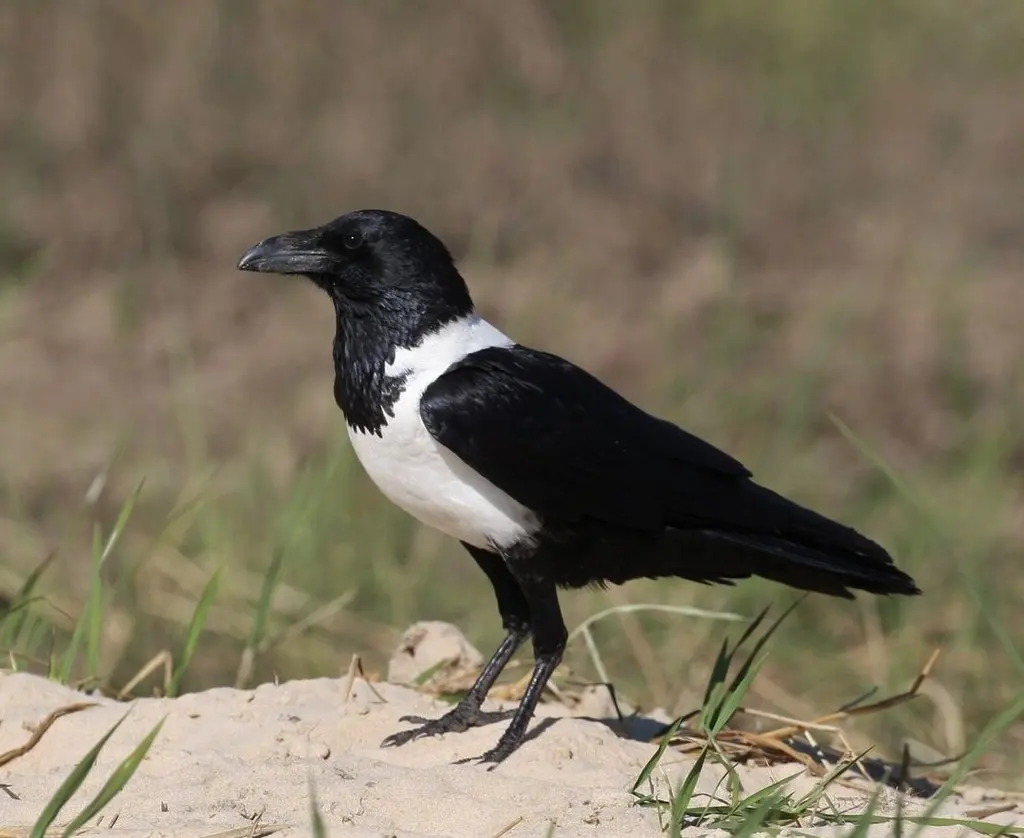 非洲白颈鸦(Corvus albus)