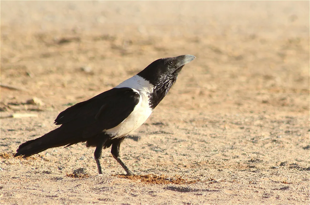 非洲白颈鸦(Corvus albus)