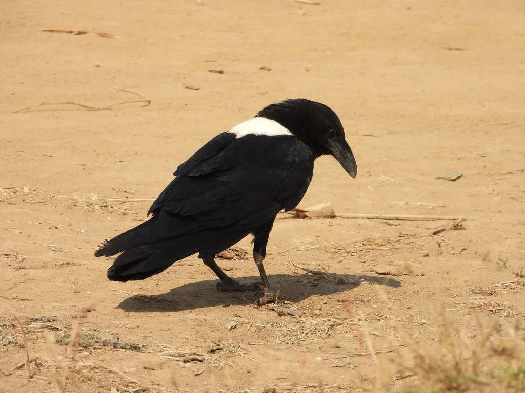 非洲白颈鸦(Corvus albus)