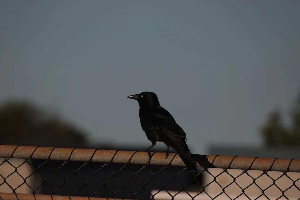 小嘴鸦(Corvus bennetti)