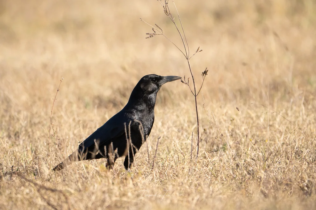 海角鸦(Corvus capensis)