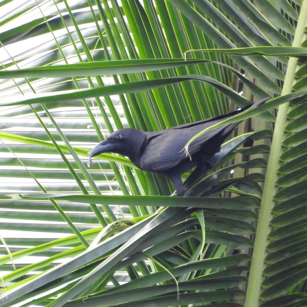苏拉威西乌鸦(Corvus celebensis)