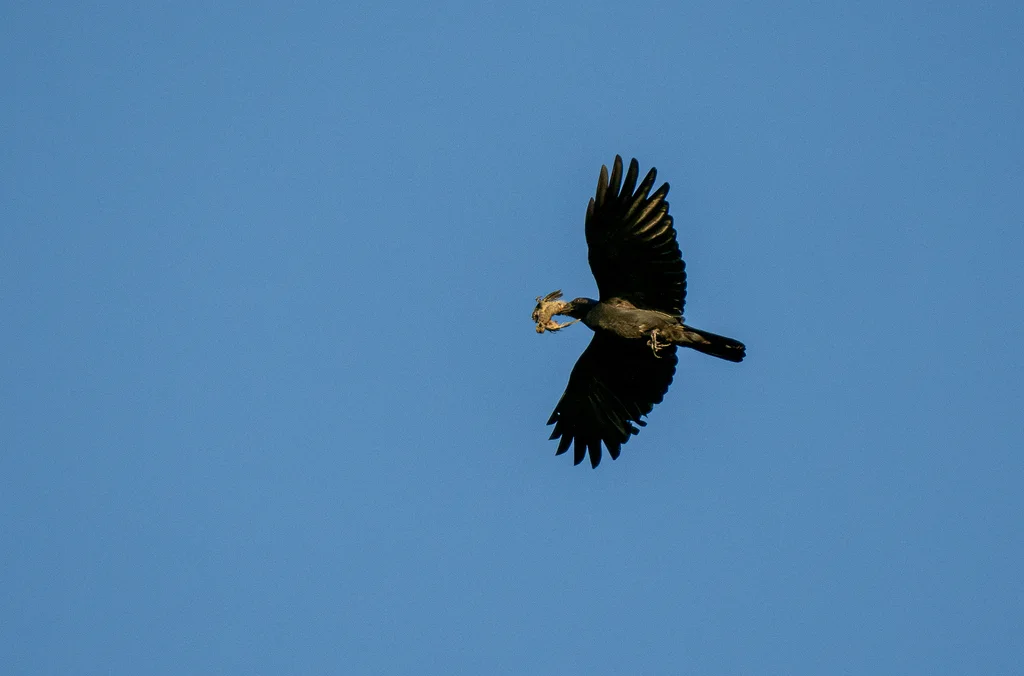 苏拉威西乌鸦(Corvus celebensis)