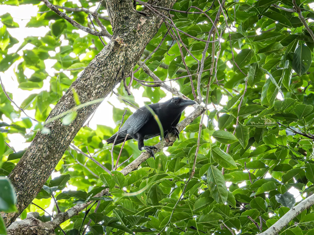 苏拉威西乌鸦(Corvus celebensis)
