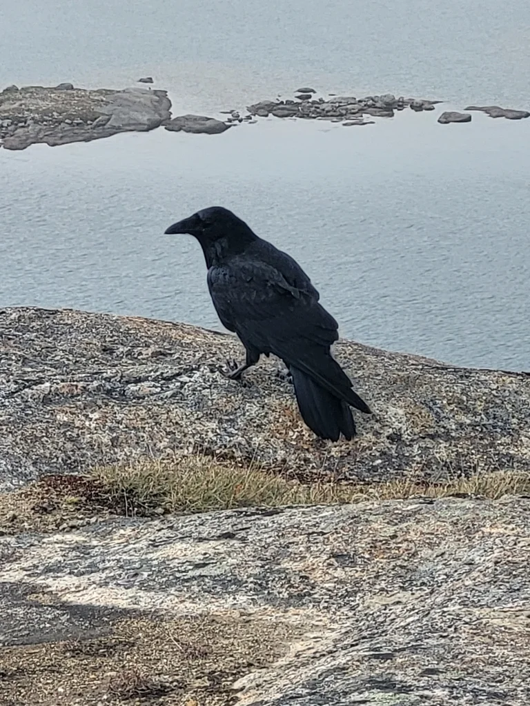 渡鸦(Corvus corax)