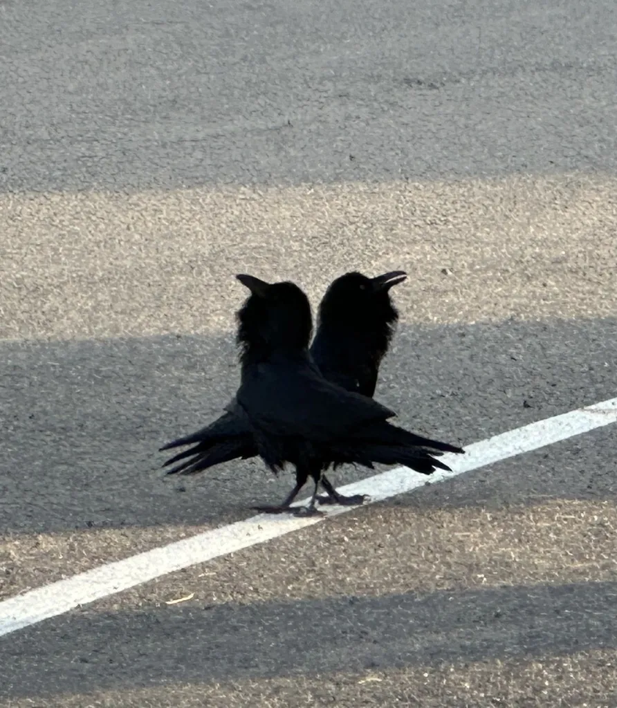 渡鸦(Corvus corax)