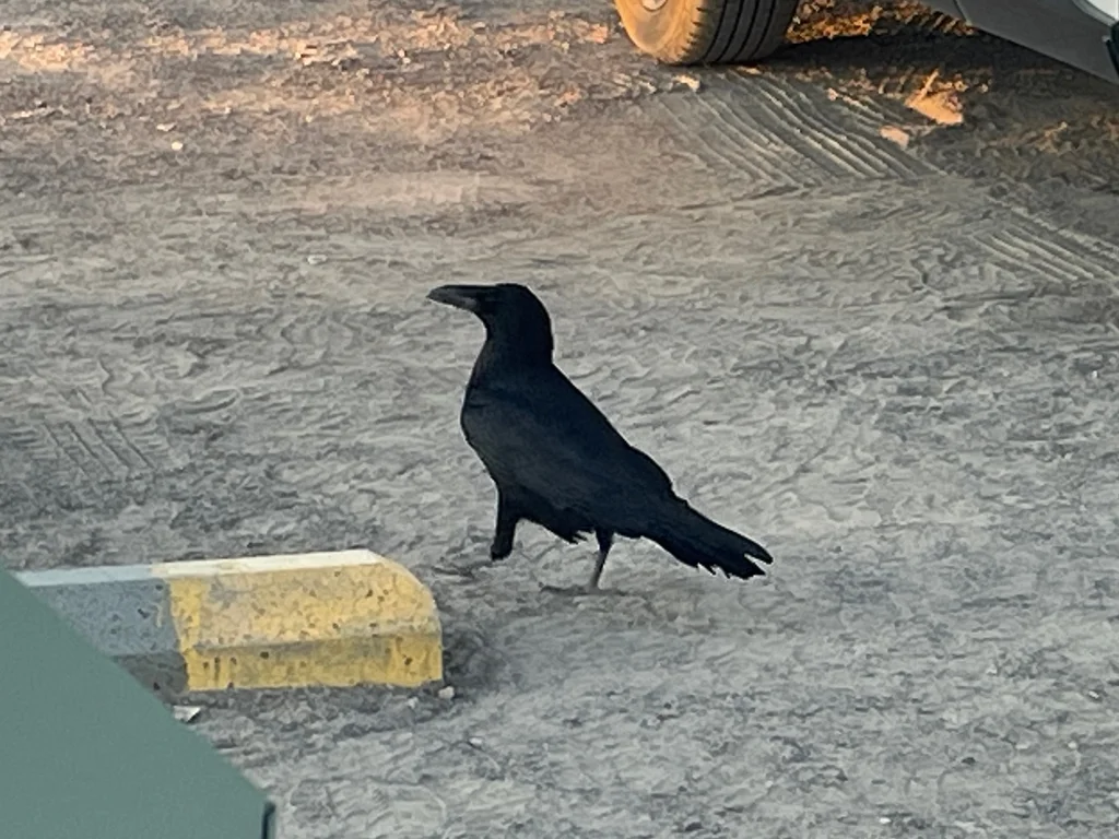 渡鸦(Corvus corax)