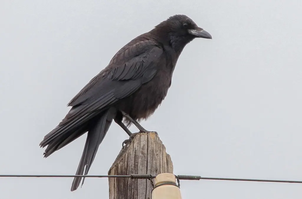 小嘴乌鸦(Corvus corone)