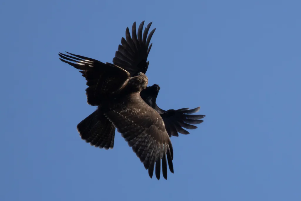 小嘴乌鸦(Corvus corone)