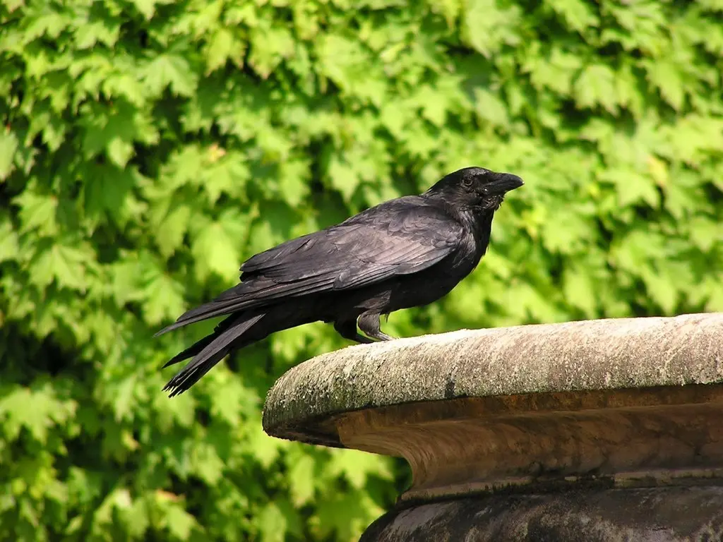 小嘴乌鸦(Corvus corone)