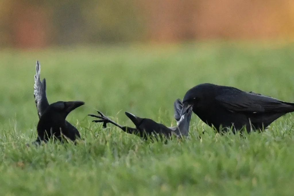 小嘴乌鸦（Corvus corone）