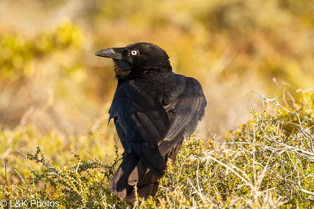 澳洲渡鸦(Corvus coronoides)