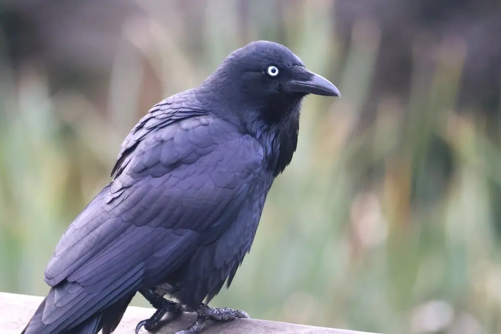 澳洲渡鸦(Corvus coronoides)