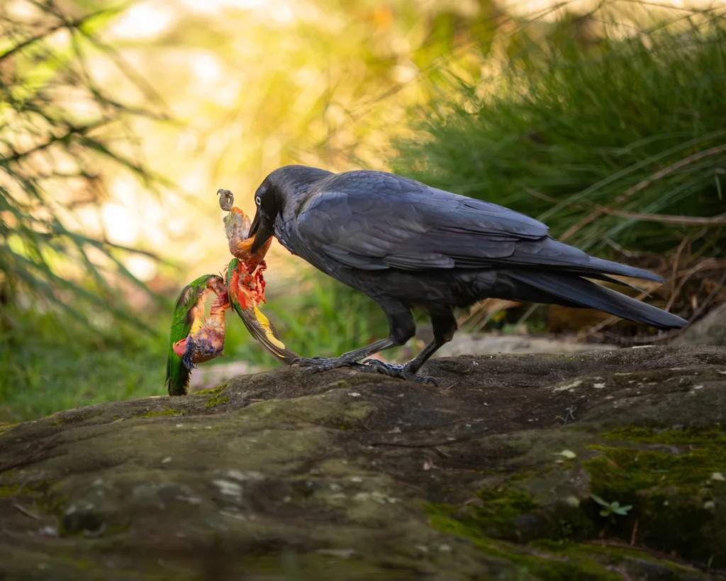 澳洲渡鸦(Corvus coronoides)