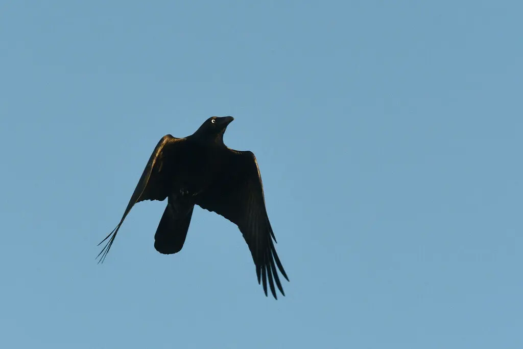 澳洲渡鸦(Corvus coronoides)
