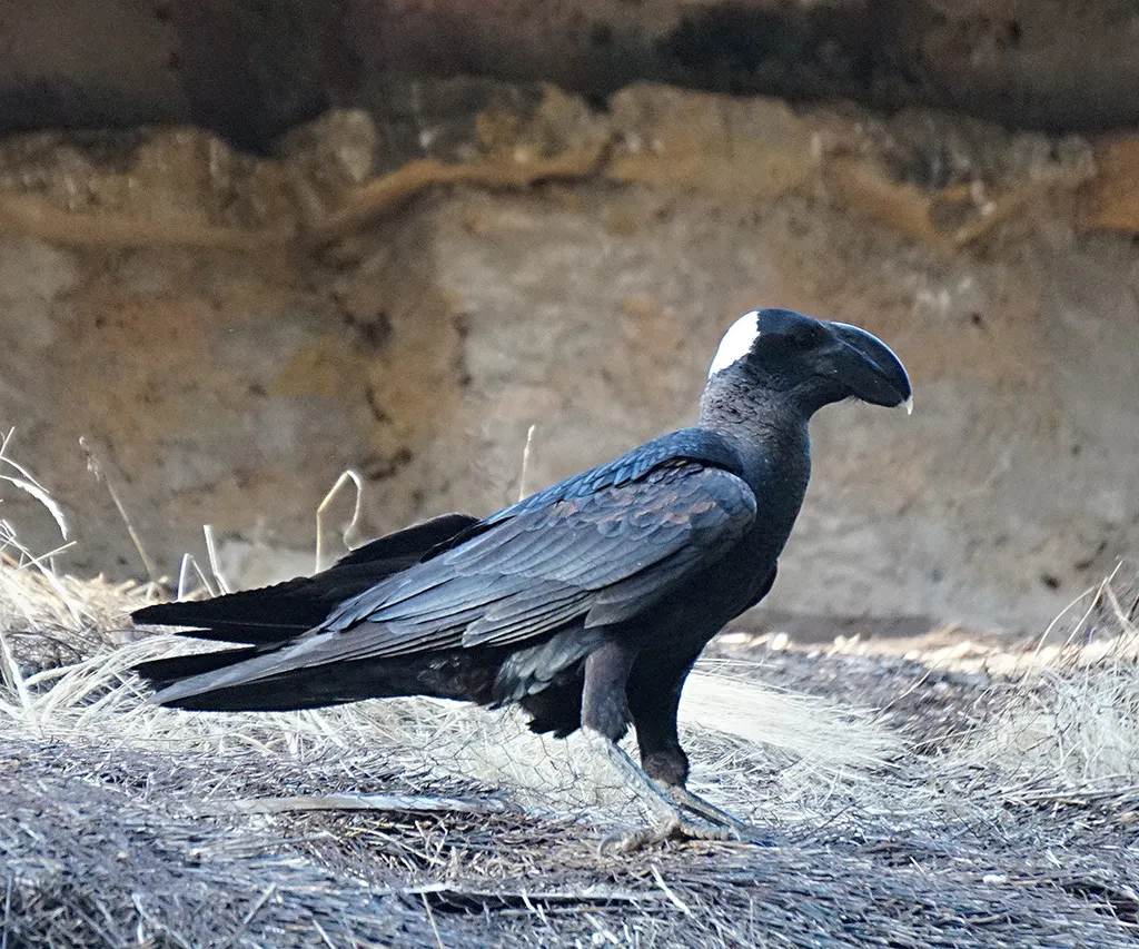 厚嘴渡鸦(Corvus crassirostris)
