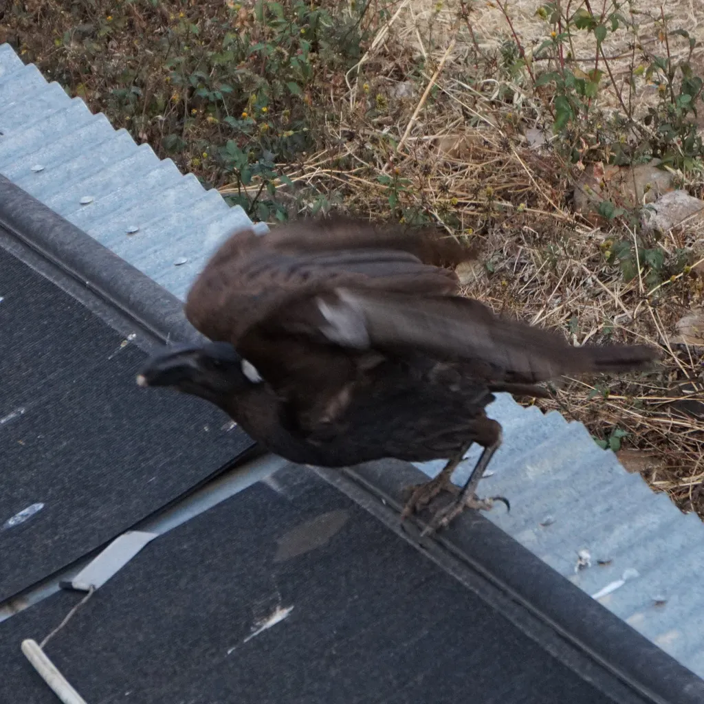 厚嘴渡鸦(Corvus crassirostris)