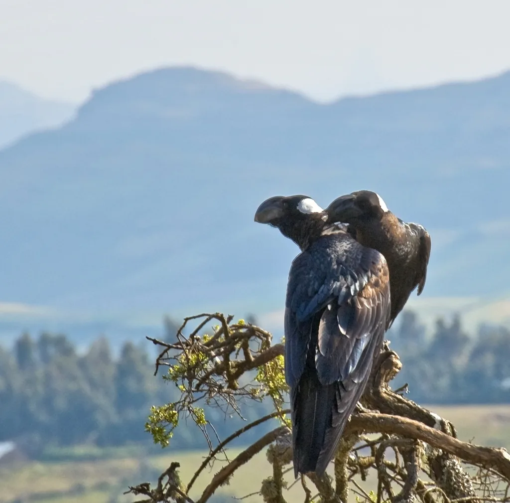 厚嘴渡鸦(Corvus crassirostris)