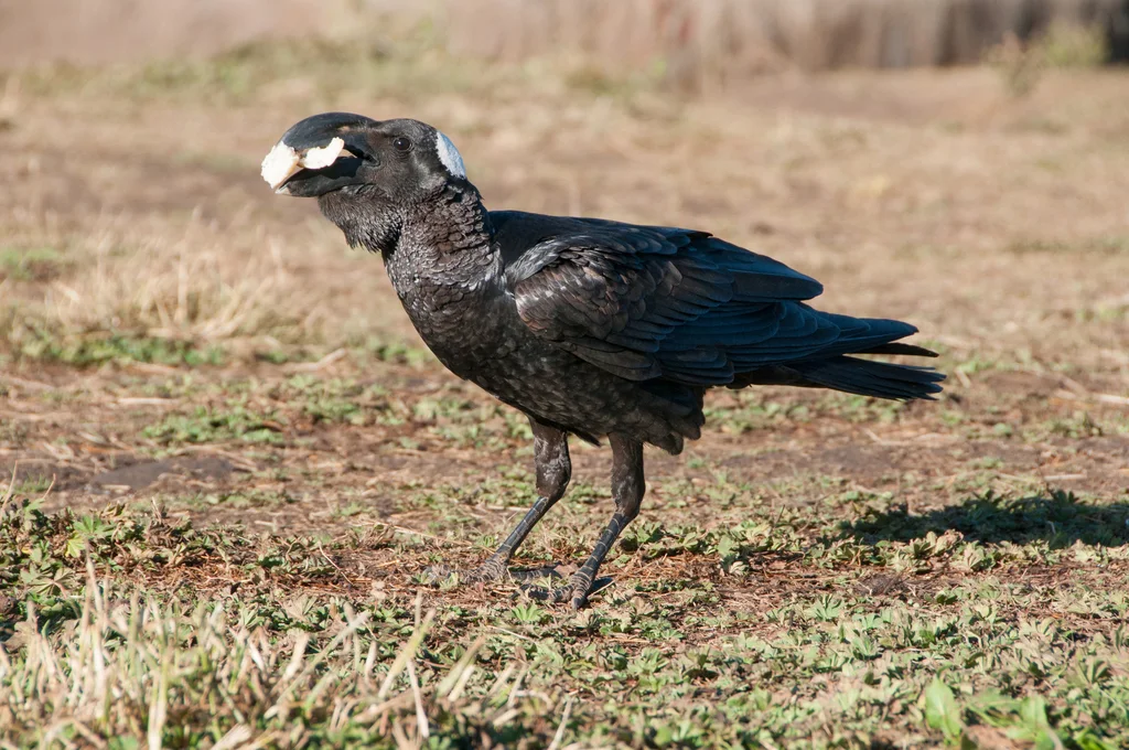 厚嘴渡鸦(Corvus crassirostris)