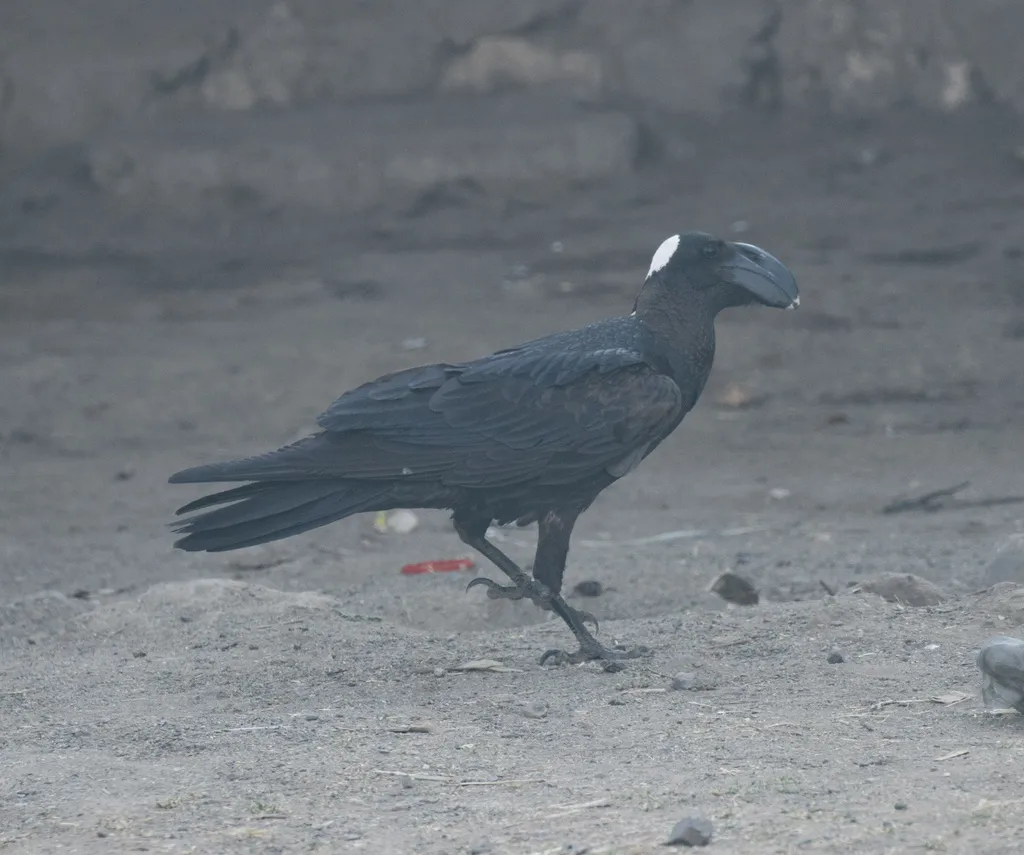 厚嘴渡鸦(Corvus crassirostris)