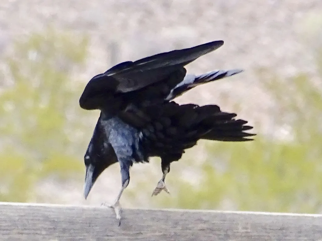 白颈渡鸦(Corvus cryptoleucus)