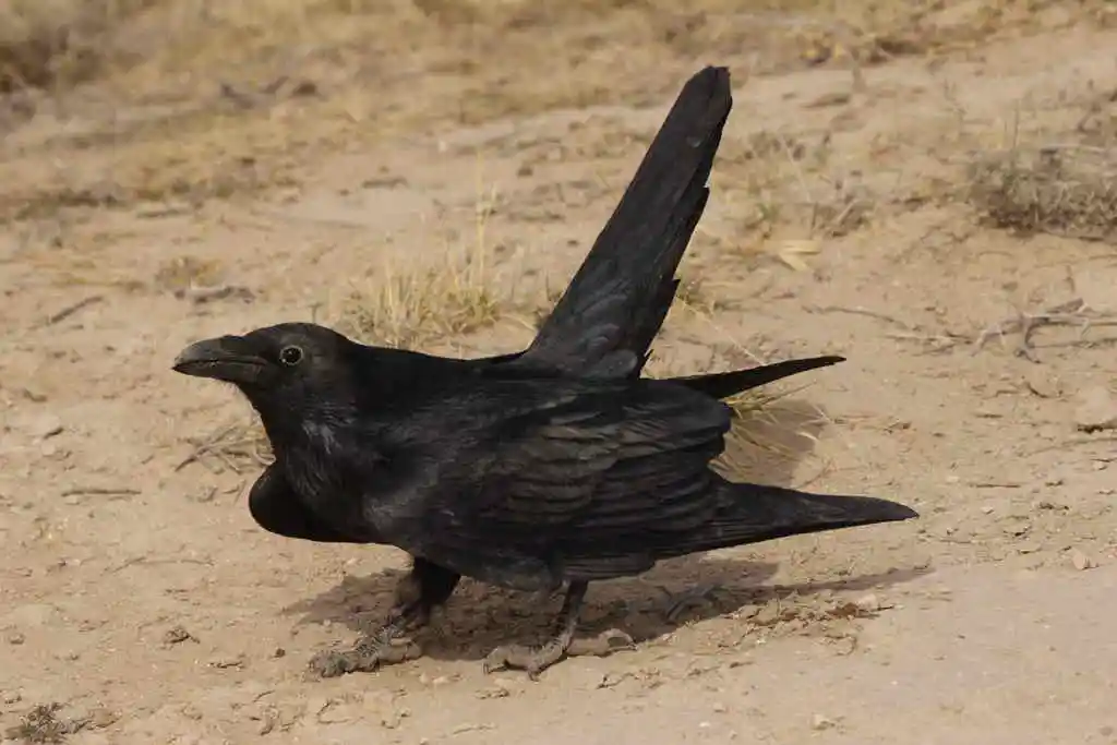 白颈渡鸦(Corvus cryptoleucus)