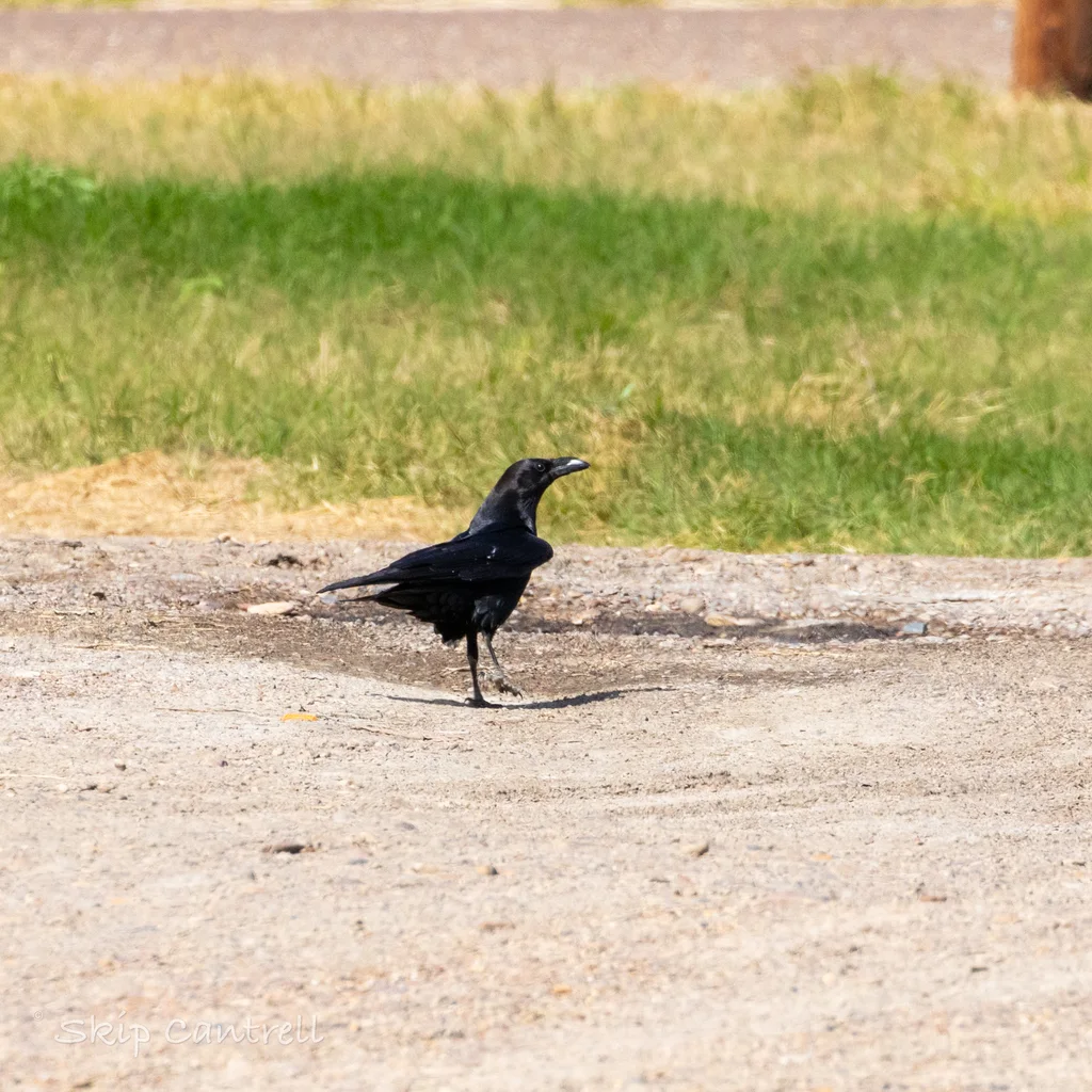 白颈渡鸦(Corvus cryptoleucus)