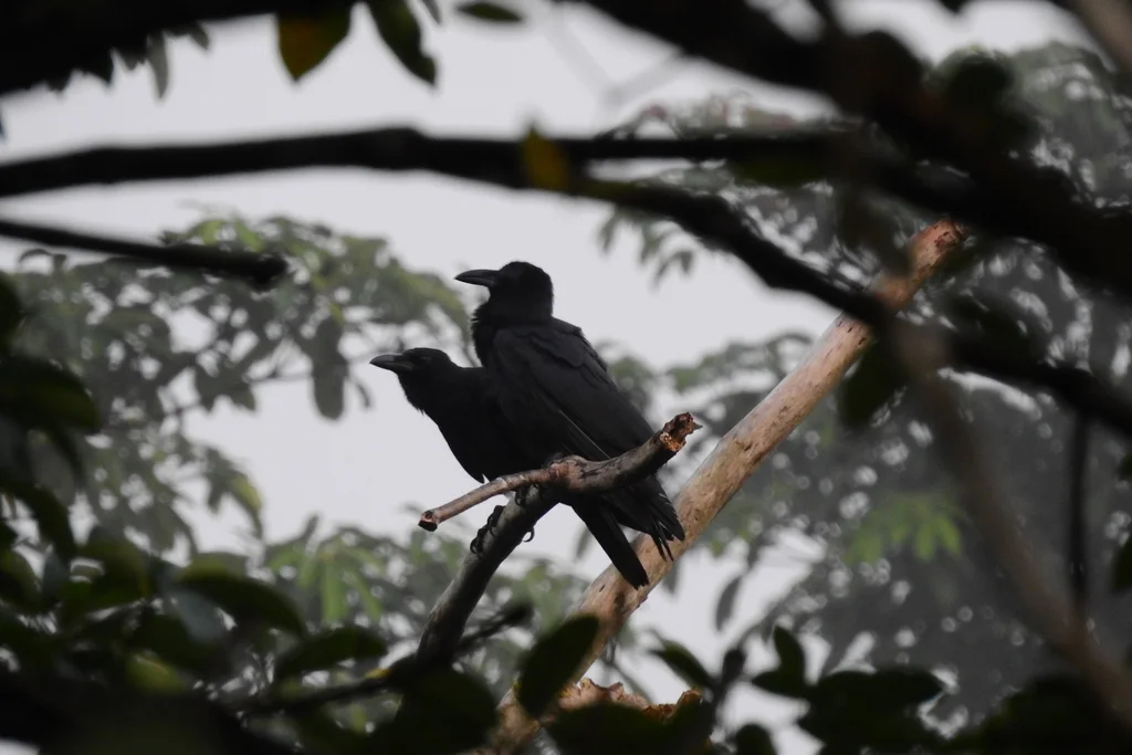 细嘴乌鸦(Corvus enca)