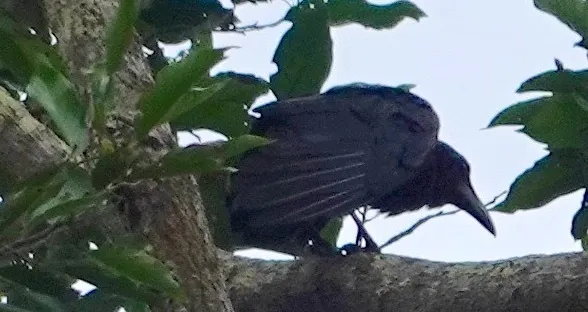 细嘴乌鸦(Corvus enca)