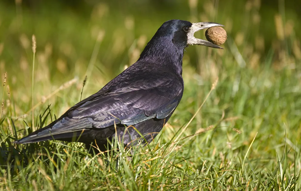 秃鼻乌鸦(Corvus frugilegus)