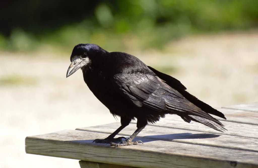 秃鼻乌鸦(Corvus frugilegus)