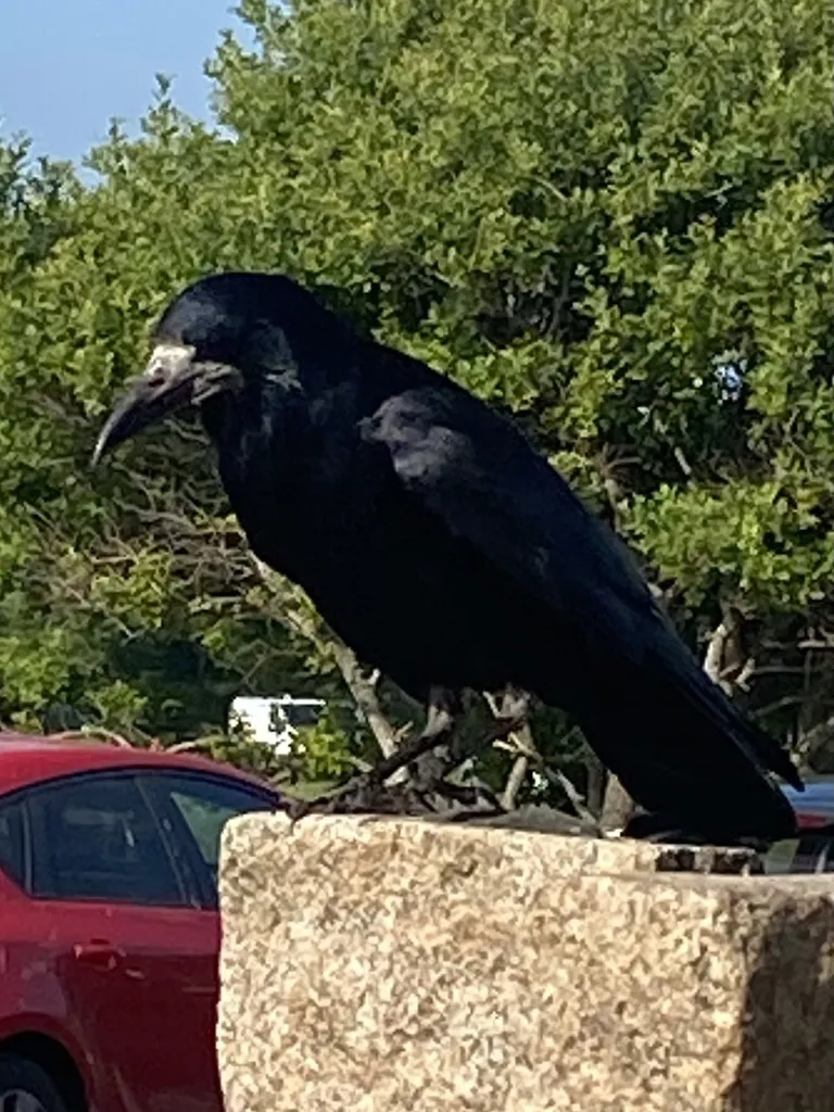 秃鼻乌鸦(Corvus frugilegus)