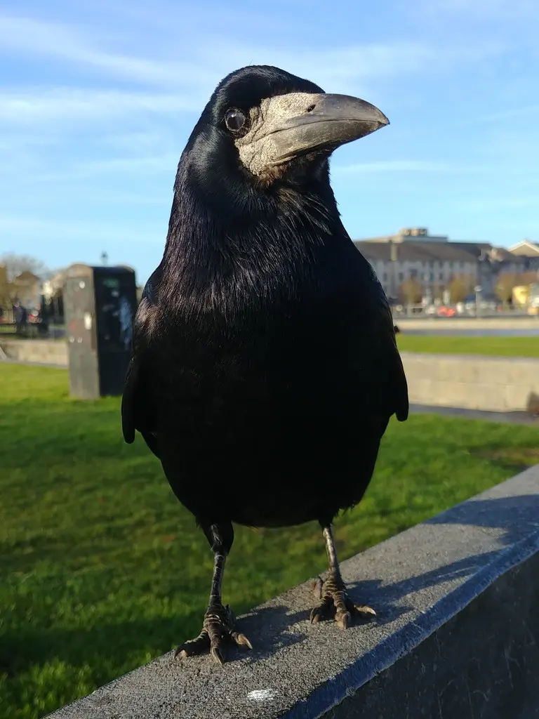 秃鼻乌鸦(Corvus frugilegus)