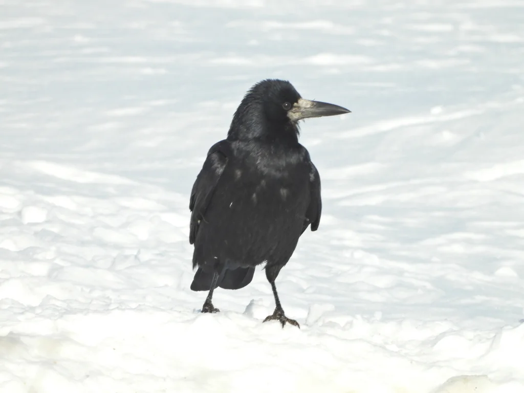 秃鼻乌鸦(Corvus frugilegus)