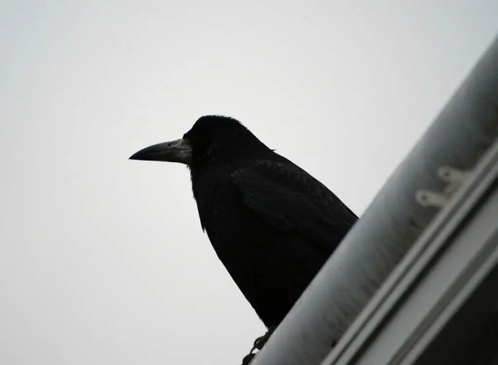 秃鼻乌鸦(Corvus frugilegus)