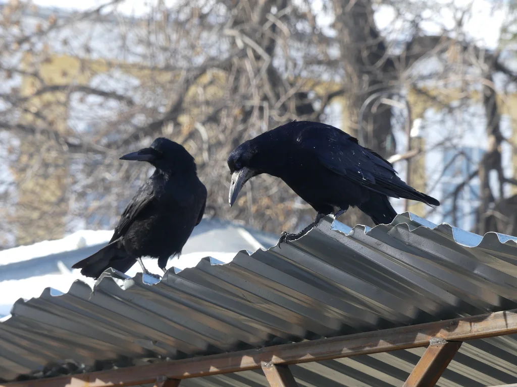 秃鼻乌鸦(Corvus frugilegus)