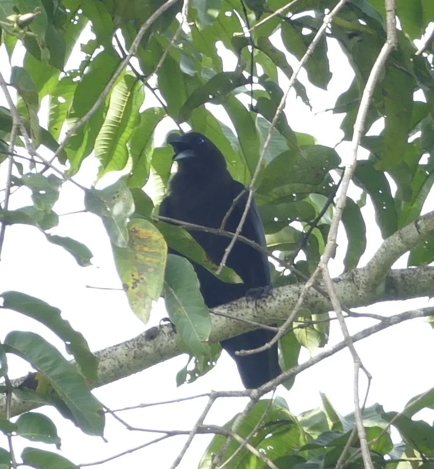 棕头乌鸦(Corvus fuscicapillus)