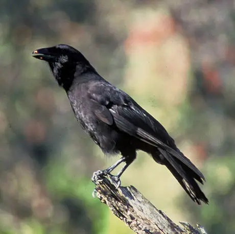 夏威夷乌鸦(Corvus hawaiiensis)