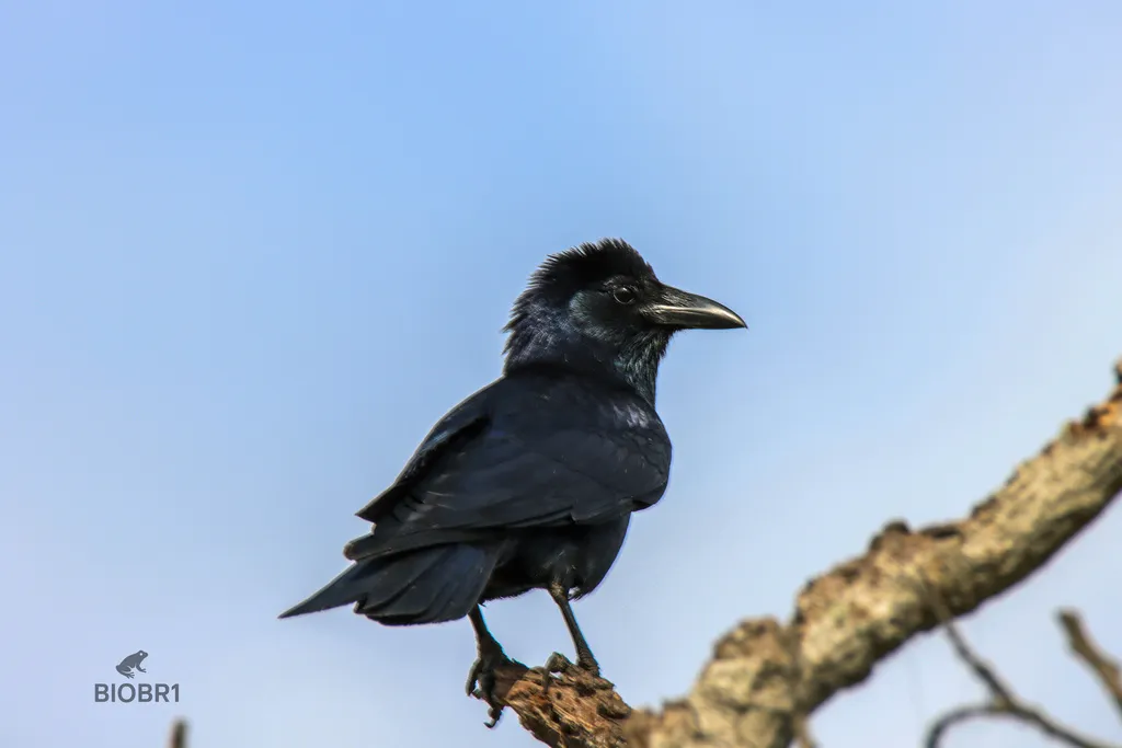墨西哥乌鸦(Corvus imparatus)